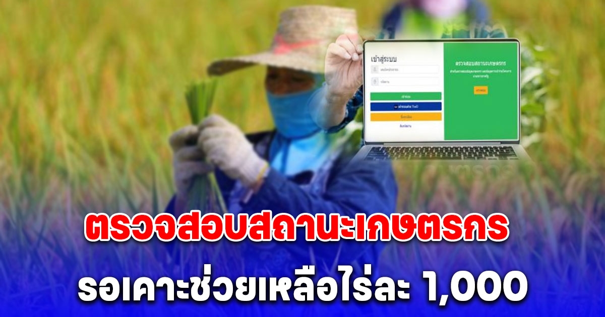 ตรวจสอบสถานะเกษตรกร รอเคาะรับเงินช่วยชาวนาไร่ละ 1,000 บาท