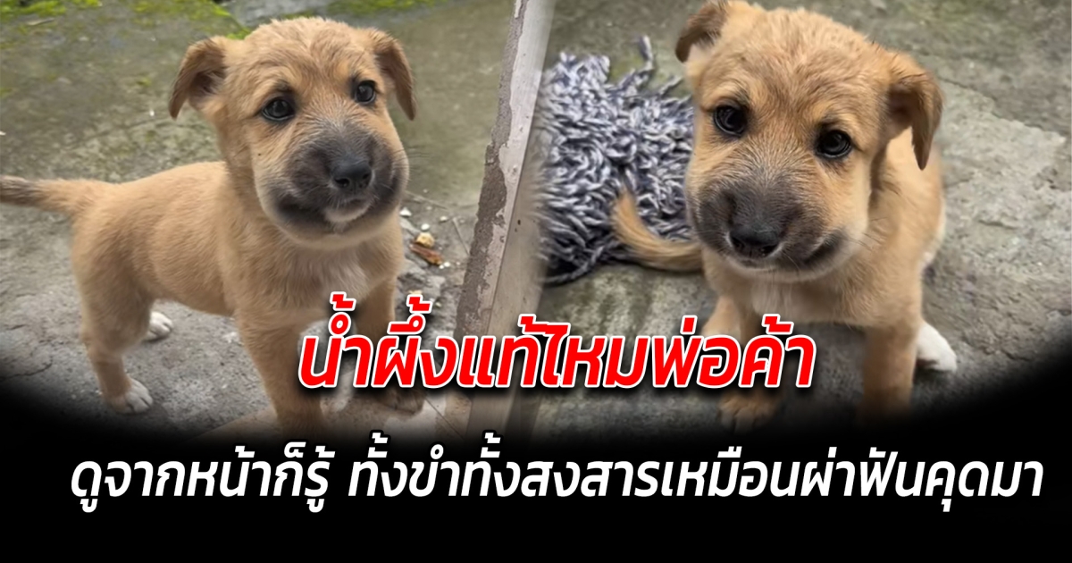 น้ำผึ้งแท้ไหมพ่อค้า ดูจากหน้าก็รู้ ทั้งขำทั้งสงสารเหมือนผ่าฟันคุดมา