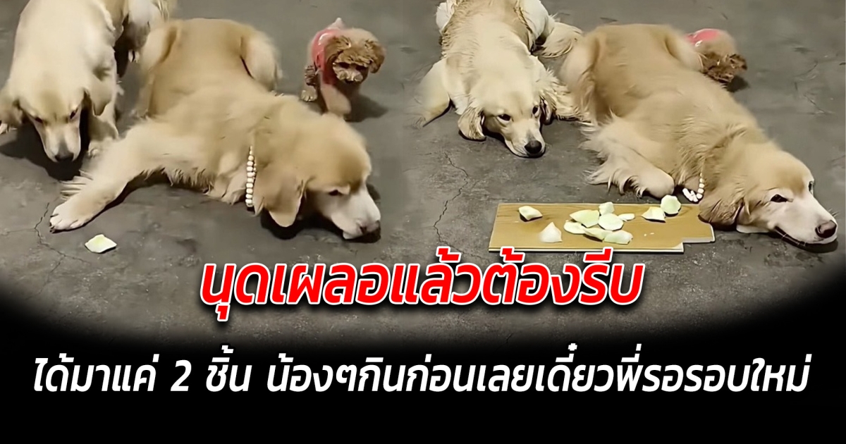 นุดเผลอแล้วต้องรีบ ได้มาแค่ 2 ชิ้น น้องๆกินก่อนเลยเดี๋ยวพี่รอรอบใหม่