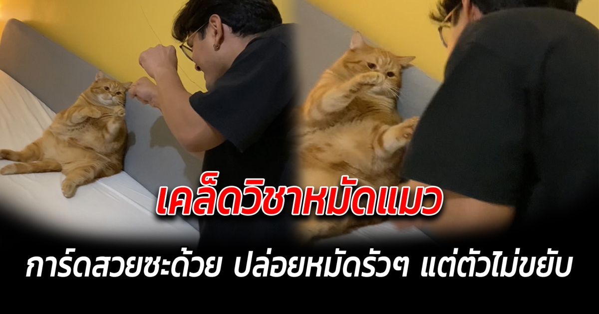 เคล็ดวิชาหมัดแมว การ์ดสวยซะด้วย ปล่อยหมัดรัวๆ แต่ตัวไม่ขยับ