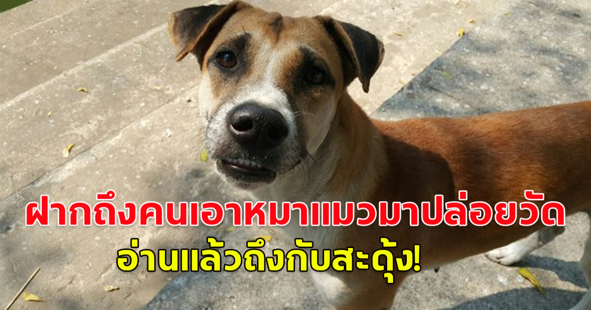 หลวงพี่ฝากข้อความถึงคนที่นำหมา-แมว มาปล่อยวัด