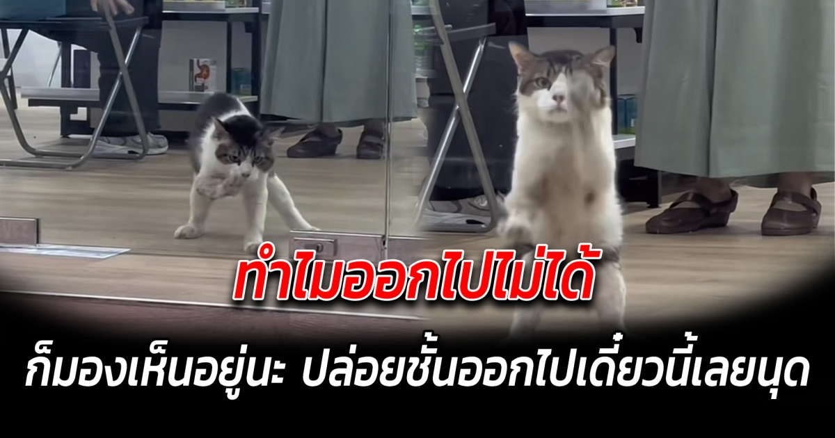 ทำไมออกไปไม่ได้ ก็มองเห็นอยู่นะ ปล่อยชั้นออกไปเดี๋ยวนี้เลยนุด