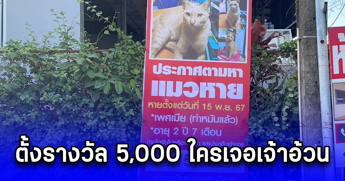 ตั้งรางวัล 5,000 ใครเจอเจ้าอ้วน แมวอายุ 2 ปีหายไปเมื่อลอยกระทง
