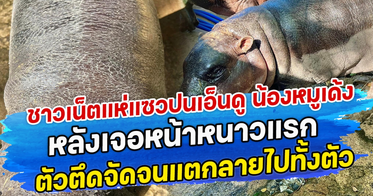 ชาวเน็ตแห่แซวปนเอ็นดู น้องหมูเด้ง หลังเจอหน้าหนาวแรก ตัวตึดจัดจนแตกลายไปทั้งตัว