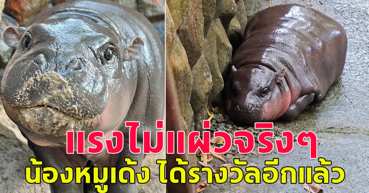 ไม่แผ่วจริงๆ ล่าสุด หมูเด้ง คว้ารางวัลอีกแล้ว