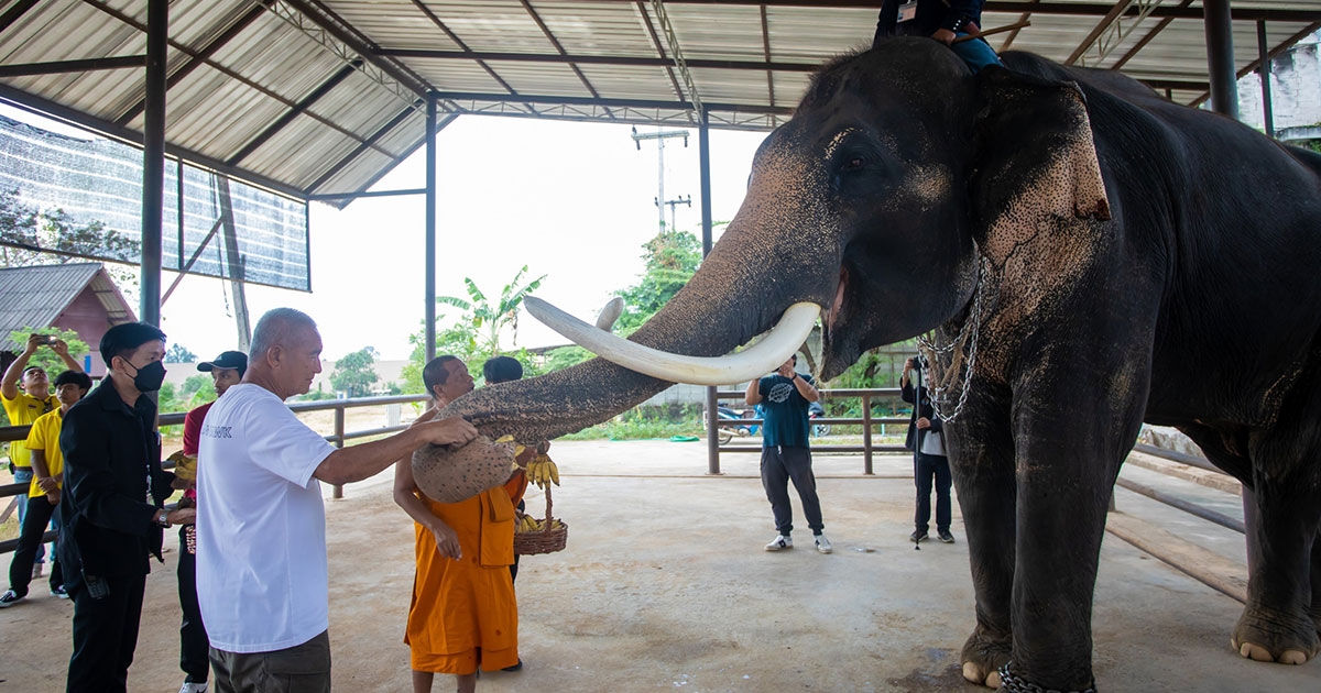 สวนนงนุชพัทยาจัดพิธีรับขวัญ พลายสุรพันธ์ ลูกช้างเชือกที่ 27 ของพ่อพันธุ์ชื่อดัง