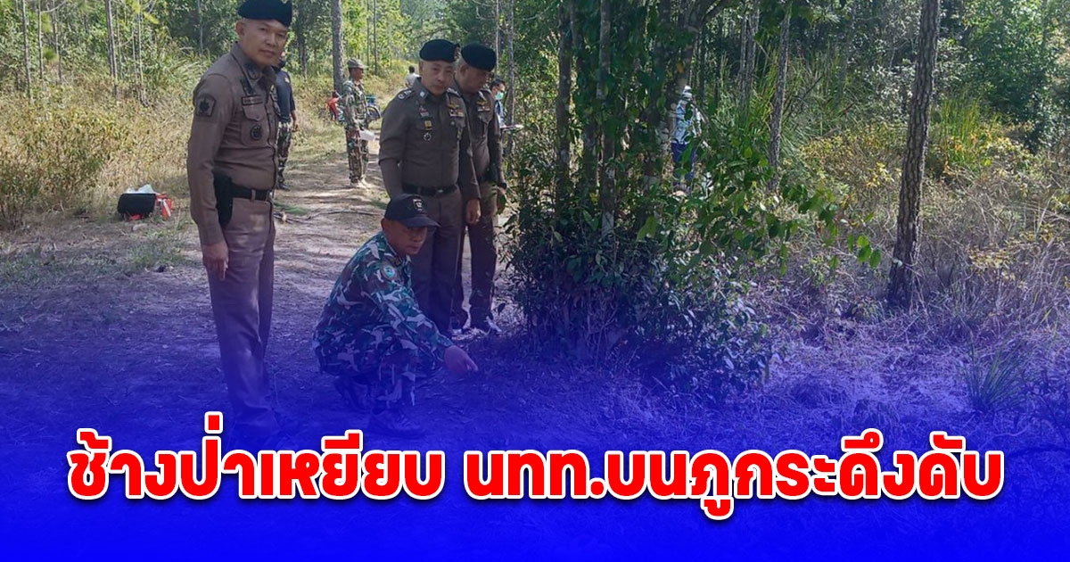 ช้างป่าเหยียบ นทท.บนภูกระดึงดับ ส่วนเพื่อนหนีรอด