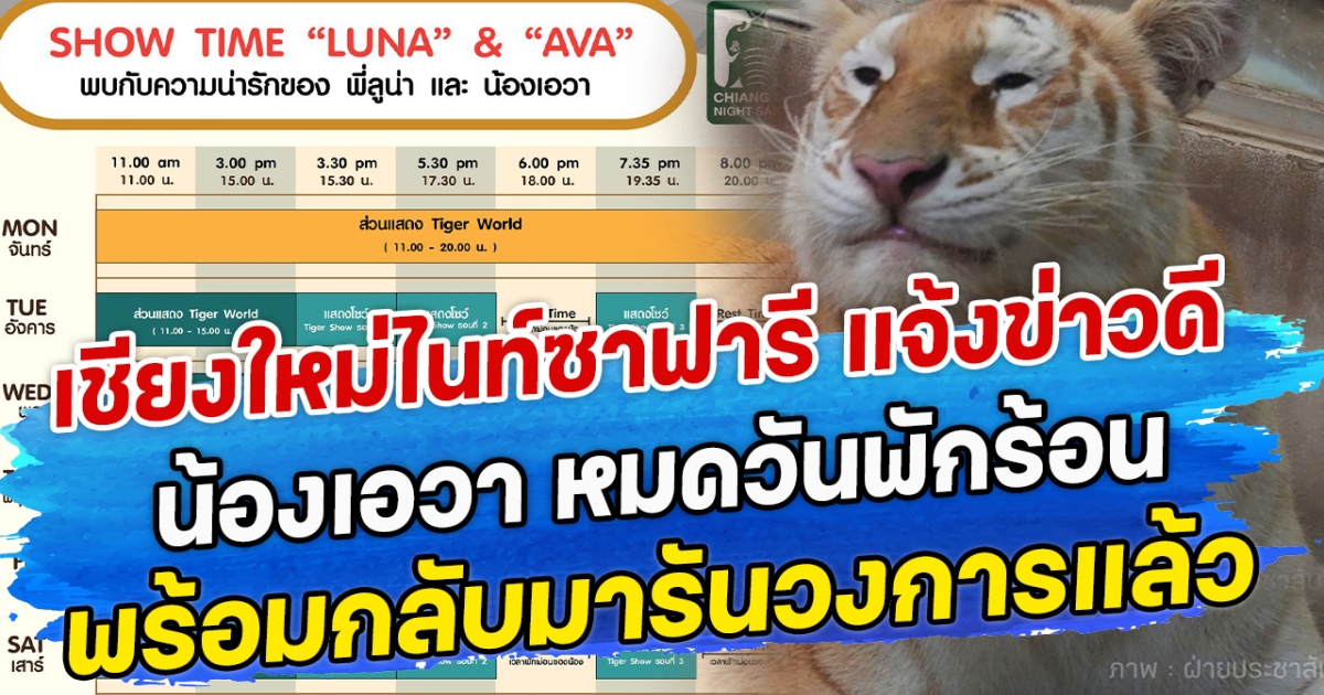 เชียงใหม่ไนท์ซาฟารี แจ้งข่าวดี น้องเอวา หมดวันพักร้อน พร้อมกลับมารันวงการแล้ว