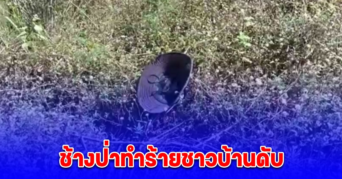 ช้างป่าเขาอ่างฤาไนทำร้ายชาวบ้านดับ