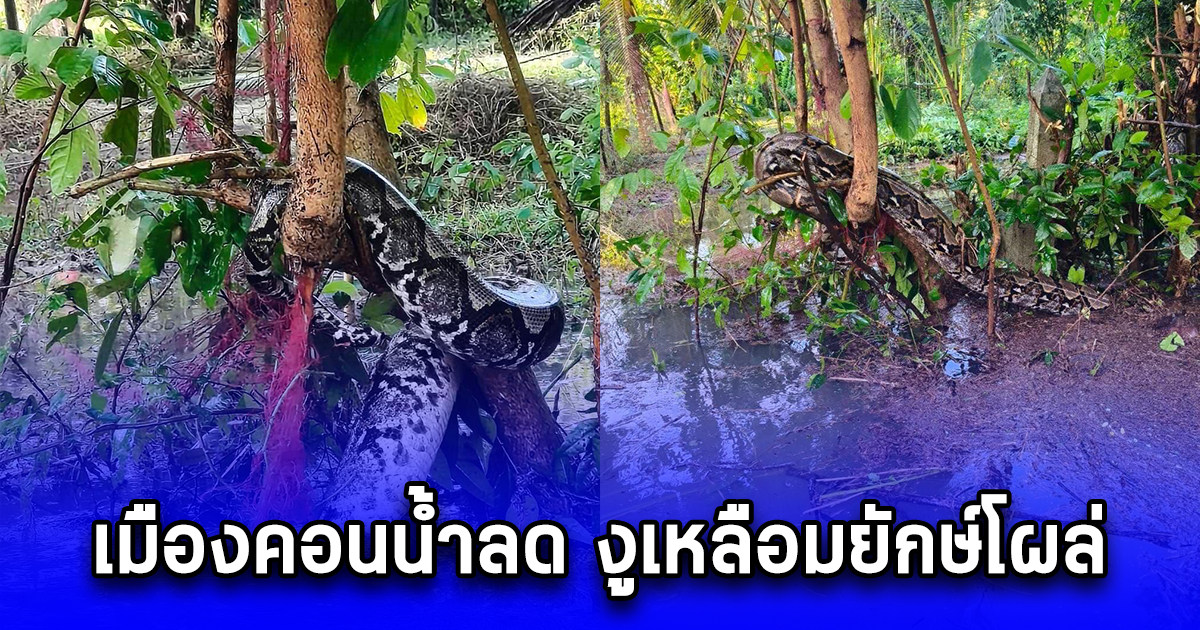 เมืองคอนน้ำลด งูเหลือมยักษ์โผล่