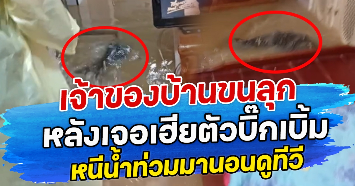 เจ้าของบ้านขนลุก หลังเจอเฮียตัวบิ๊กเบิ้ม หนีน้ำท่วมมานอนดูทีวี