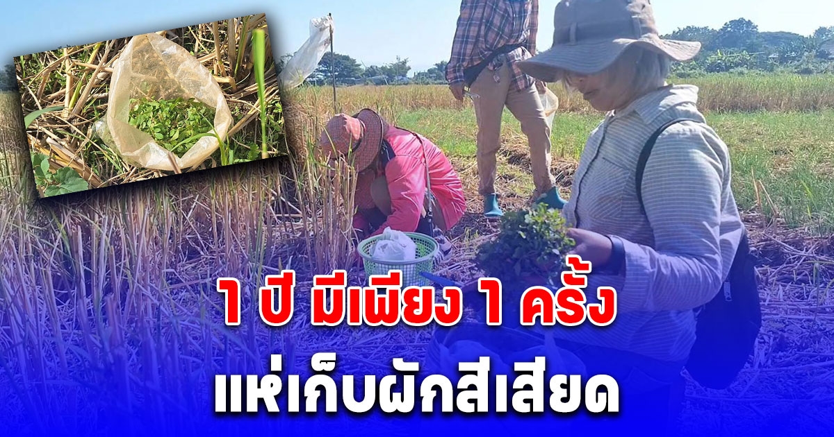 ชาวบ้านแห่เก็บผักสีเสียดขายราคาดี กก 200 บาท 1 ปี มีเพียง 1 ครั้ง สรรพคุณทางยา แก้หนาว