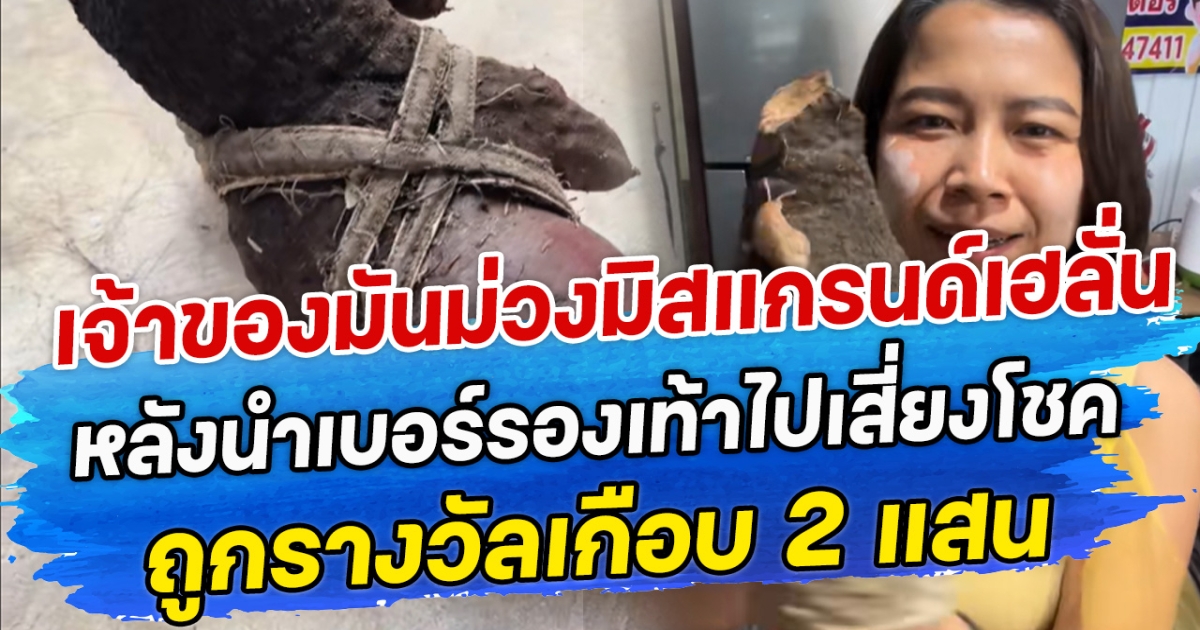 เจ้าของหลังปลูกมันม่วงมิสแกรนด์เฮลั่น หลังนำเบอร์รองเท้าไปเสี่ยงโชค ถูกรางวัลเกือบ 2 แสน