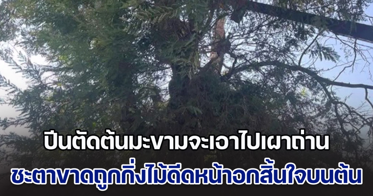 หนุ่มใหญ่ปีนตัดต้นมะขามอายุกว่า 100 ปี จะเอาไปเผาถ่าน ชะตาขาดถูกกิ่งไม้ดีดเข้าหน้าอก สิ้นใจบนต้น