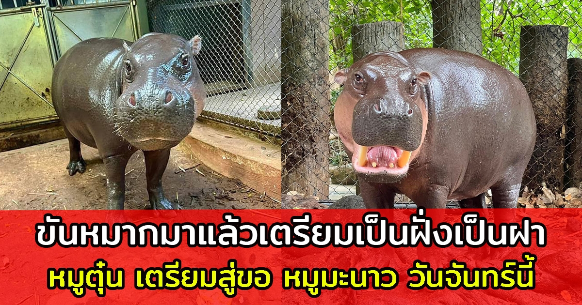 ขันหมากมาแล้ว หมูตุ๋น เตรียมสู่ขอ หมูมะนาว วันจันทร์นี้ เรียนเชิญแขกทุกท่านร่วมงาน