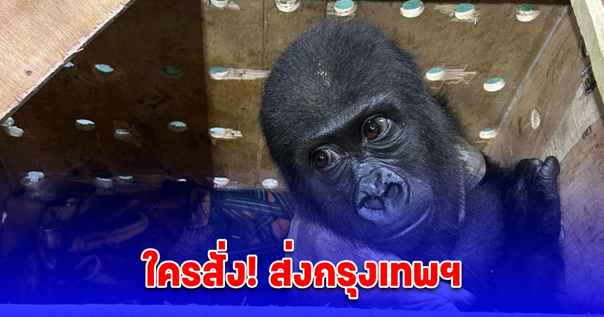 ลูกกอริลลา นั่งตาแป๋วในกล่องลัง จนท.ช่วยได้ที่สนามบินอิสตันบูล ก่อนถูกส่งมาไทย
