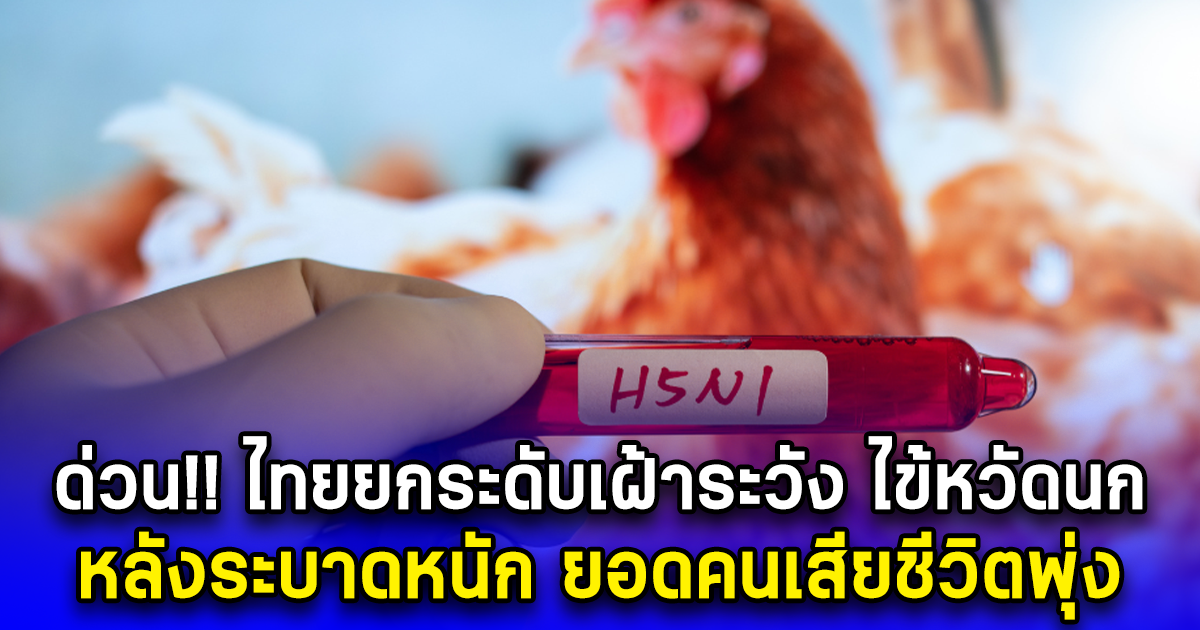 ด่วน ไทยยกระดับเฝ้าระวัง ไข้หวัดนก หลังระบาดหนัก ยอดคนเสียชีวิตพุ่ง