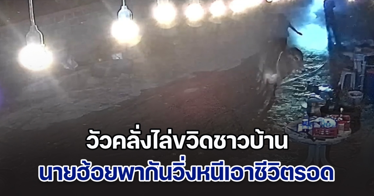 วัวคลั่งไล่ขวิดชาวบ้าน นายฮ้อยพากันวิ่งหนีเอาชีวิตรอด