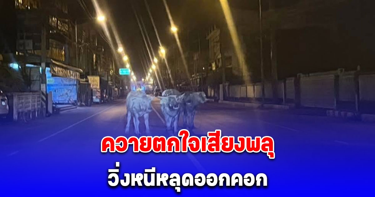 ควายตกใจเสียงพลุ วิ่งหนีหลุดออกคอก ตำรวจ-กู้ภัยไล่จับ วุ่นกลางถนน