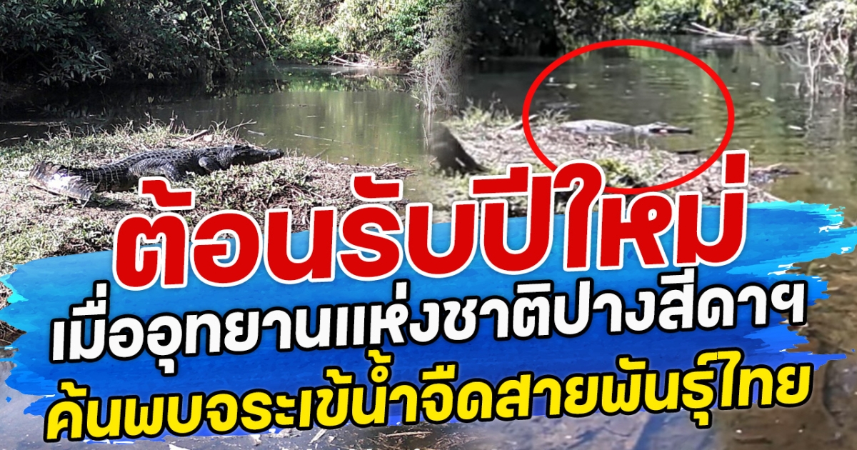 ต้อนรับปีใหม่ เมื่ออุทยานแห่งชาติปางสีดาฯ ค้นพบจระเข้น้ำจืดสายพันธุ์ไทย