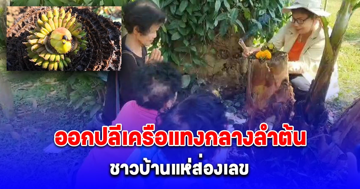 แห่ส่องเลขกล้วยดอกบัวแทงปลีออกเครือกลางลำต้น 2 ตัวเห็น จะๆ