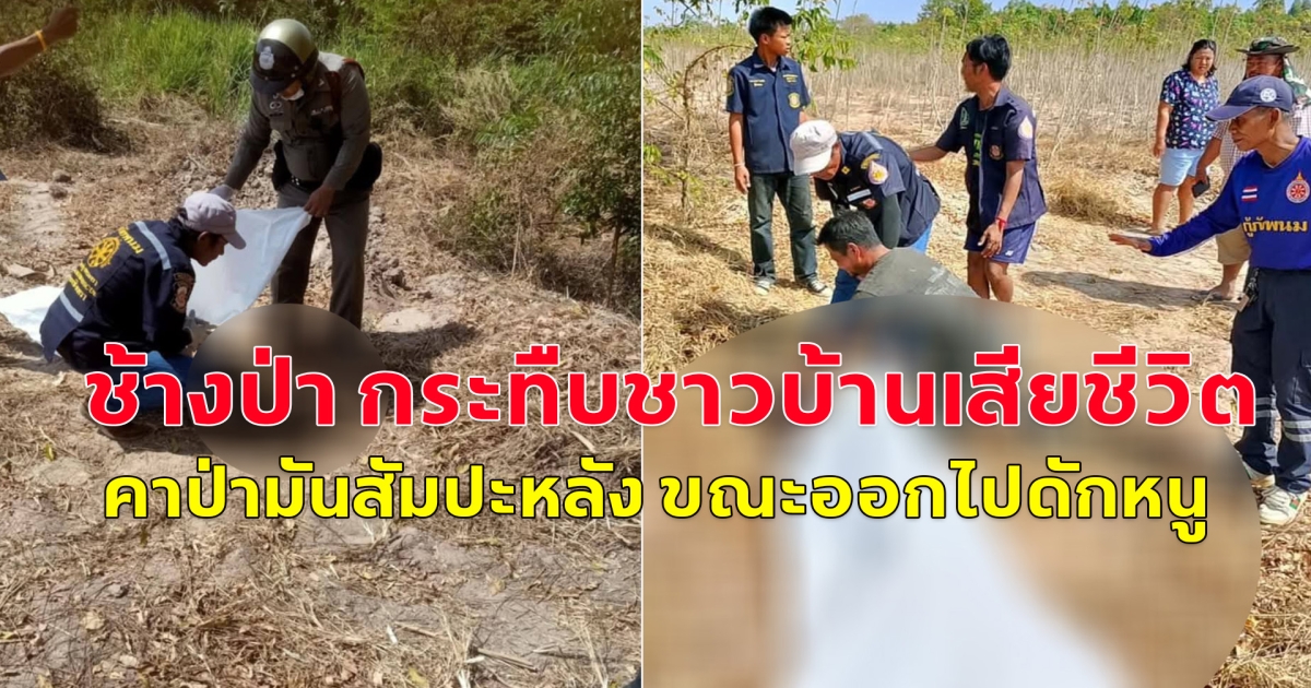 สลด! ช้างป่า กระทืบชาวบ้านเสียชีวิตคาป่ามันสัมปะหลัง ขณะออกไปดักหนู