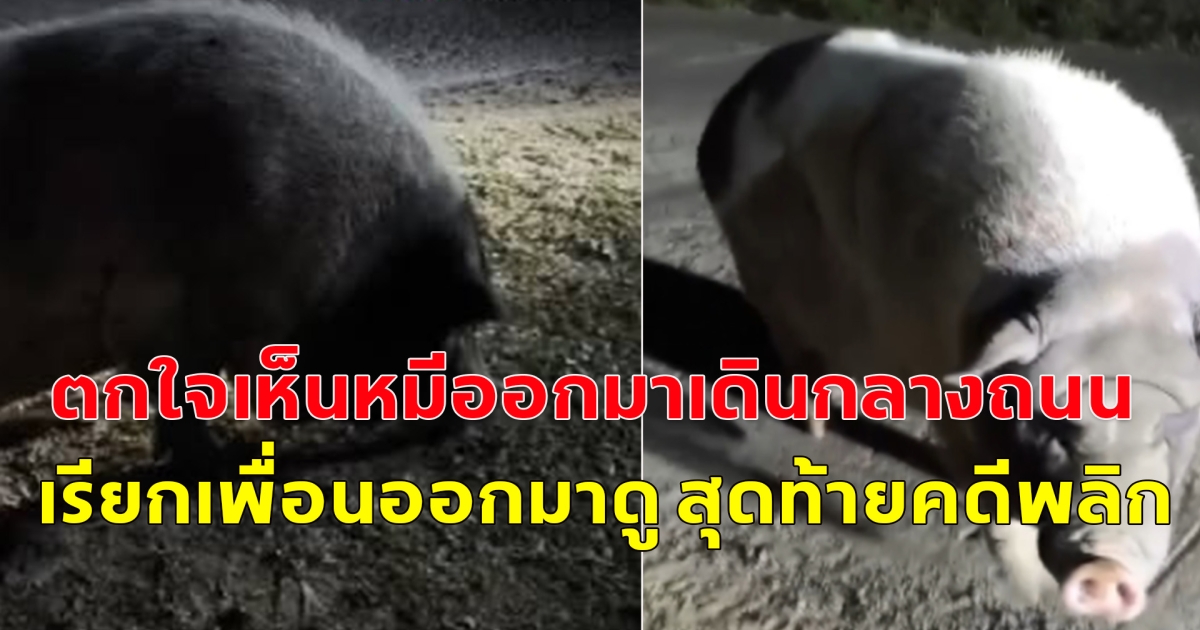 ชาวบ้านตกใจ บอกเห็นหมีออกมาเดินในหมู่บ้านกลางดึก รีบไปตามเพื่อนมาดู