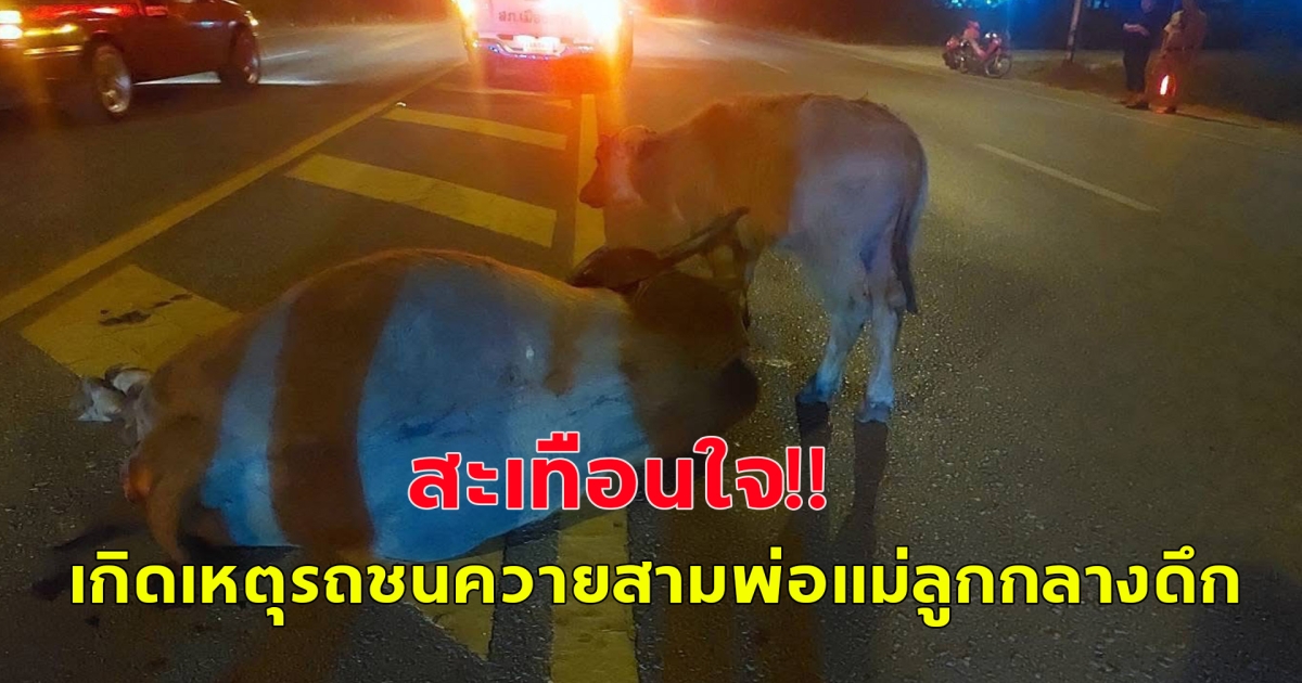 สะเทือนใจ! เกิดเหตุรถชนควายสามพ่อแม่ลูกกลางดึก ต่อมาแม่ควายจะสิ้นใจต่อหน้าลูกน้อยที่เดินไปมาอยู่ใกล้ร่างของแม่ไม่ยอมห่าง
