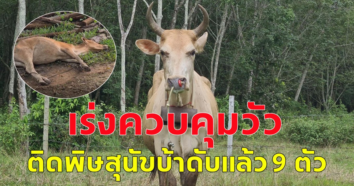 เร่งควบคุมวัว ติดพิษสุนัขบ้าดับแล้ว 9 ตัว
