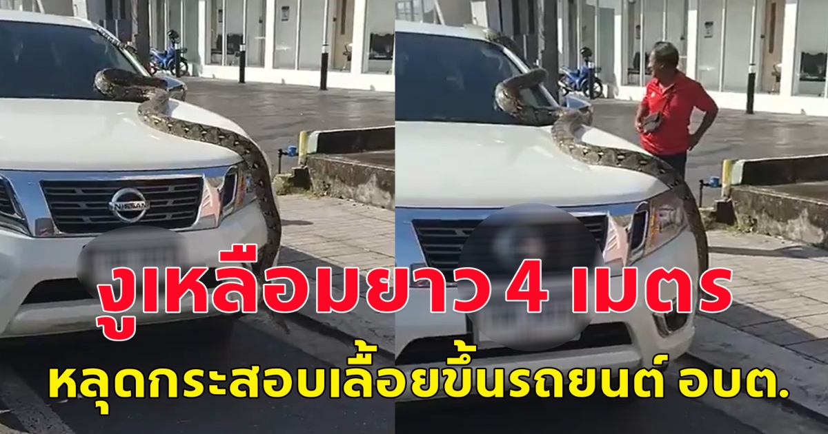 งูเหลือมยาว 4 เมตร หลุดกระสอบเลื้อยขึ้นรถยนต์ อบต.
