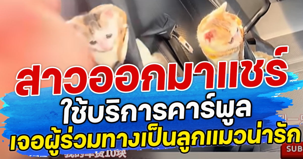 สาวออกมาแชร์ ใช้บริการคาร์พูล เจอผู้ร่วมทางเป็นลูกแมวน่ารัก