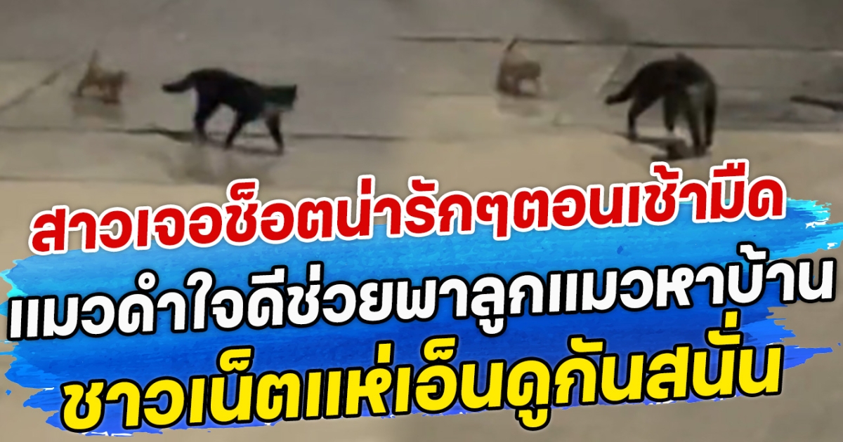 สาวเจอช็อตน่ารักๆตอนเช้ามืด แมวดำใจดีช่วยพาลูกแมวหาบ้าน ชาวเน็ตแห่เอ็นดูกันสนั่น