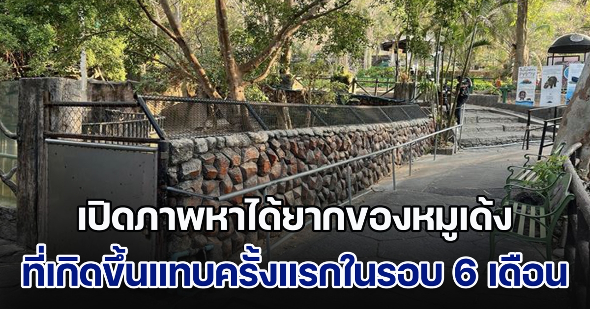 ไม่อยากเชื่อสายตา! เปิดภาพหาได้ยากของหมูเด้ง ที่เกิดขึ้นแทบครั้งแรกในรอบ 6 เดือน