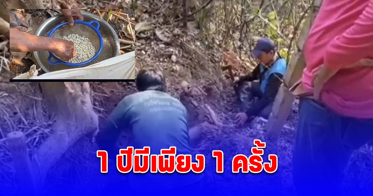 เห็นชาวบ้านก้มๆเงยๆในป่าข้างทาง เดิมเข้าไปดูถึงรู้กำลังขุดหาของดี 1 ปีมีเพียง 1 ครั้ง