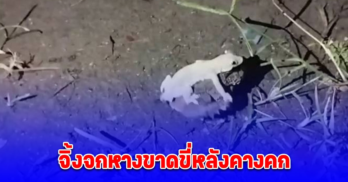 หนุ่มได้โชคบ้านเพื่อน นั่งสังสรรค์ดีๆ จิ้งจกหางขาดขี่หลังคางคก เชื่อมาให้โชค