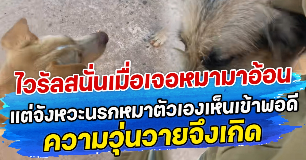 ไวรัลสนั่นเมื่อสาวเจอหมาใครไม่รู้มาอ้อน แต่จังหวะนรกหมาตัวเองเห็นเข้าพอดี ความวุ่นวายจึงเกิด