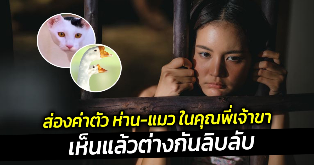 ส่องค่าตัว ห่าน-แมว ในคุณพี่เจ้าขา เห็นแล้วต่างกันลิบลับ