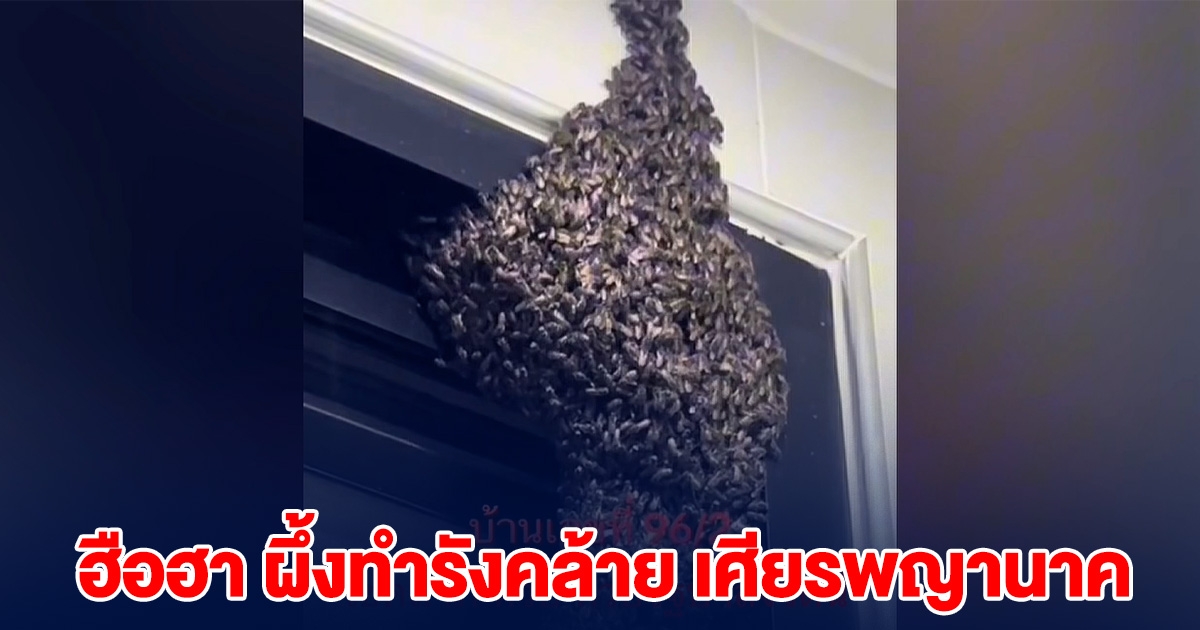 ฮือฮา พบผึ้งทำรังคล้าย เศียรพญานาค