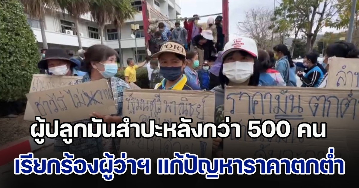 เกษตรกรปลูกมันสําปะหลังกว่า 500 คน บุกศาลากลางลำปาง เรียกร้องผู้ว่าฯ แก้ปัญหาราคาตกต่ำ