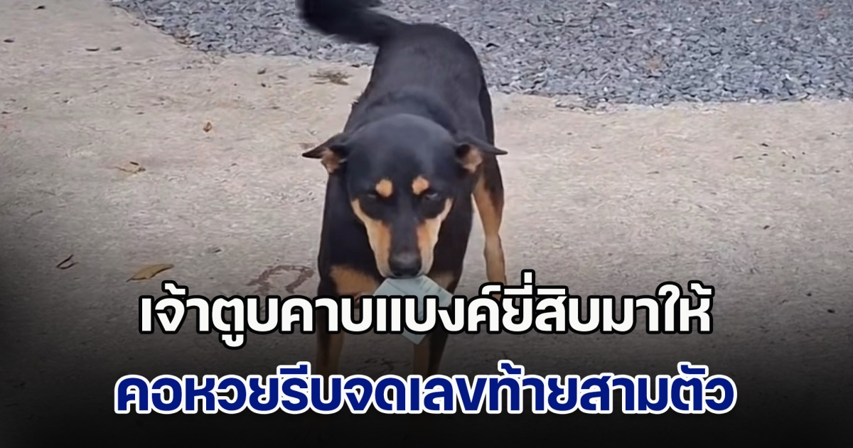 เจ้าตูบคาบแบงค์ยี่สิบมาให้ คอหวยรีบจดเลขท้ายสามตัว