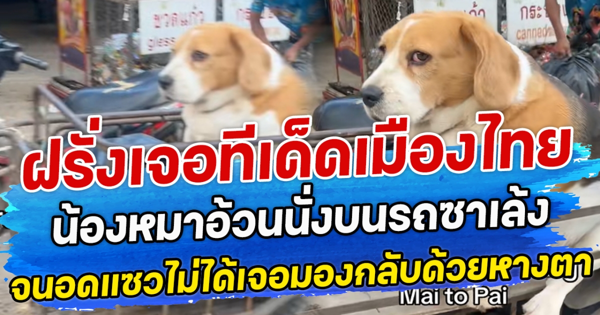 ฝรั่งเจอทีเด็ดเมืองไทย น้องหมาอ้วนนั่งบนรถซาเล้ง จนอดแซวไม่ได้เจอช็อตกลับด้วยหางตา