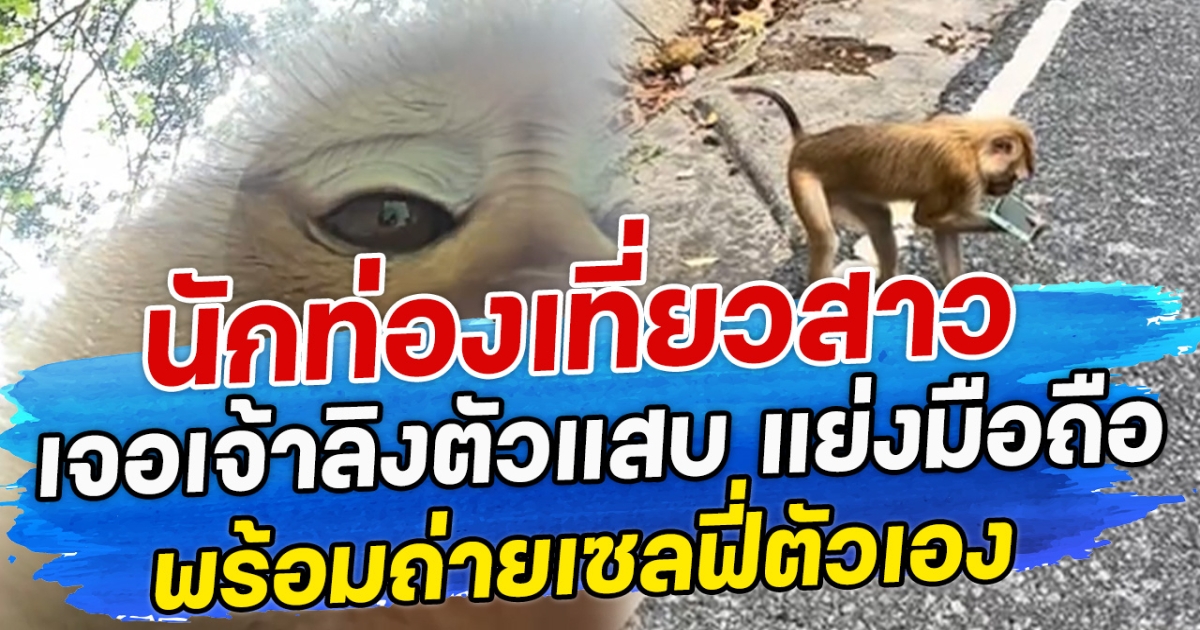 นักท่องเที่ยวสาว เจอเจ้าลิงตัวแสบ แย่งมือถือ พร้อมถ่ายเซลฟี่ตัวเอง