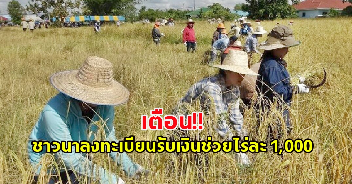 เตือน! ชาวนาลงทะเบียนรับเงินช่วยไร่ละ 1,000