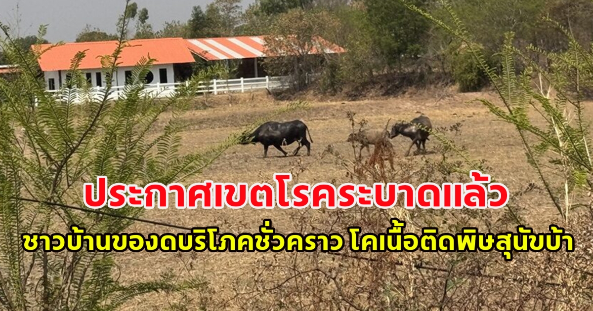 ประกาศเขตโรคระบาดแล้ว ชาวบ้านของดบริโภคชั่วคราว โคเนื้อติดพิษสุนัขบ้า