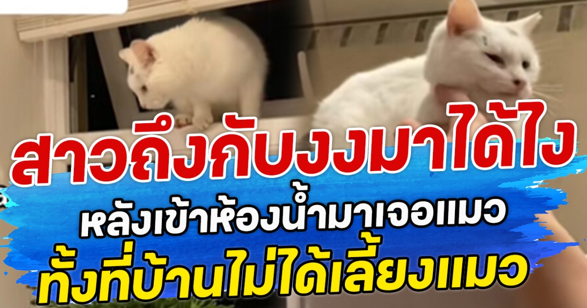 สาวถึงกับงงมาได้ไง หลังเข้าห้องน้ำมาเจอแมว ทั้งที่บ้านไม่ได้เลี้ยงแมว