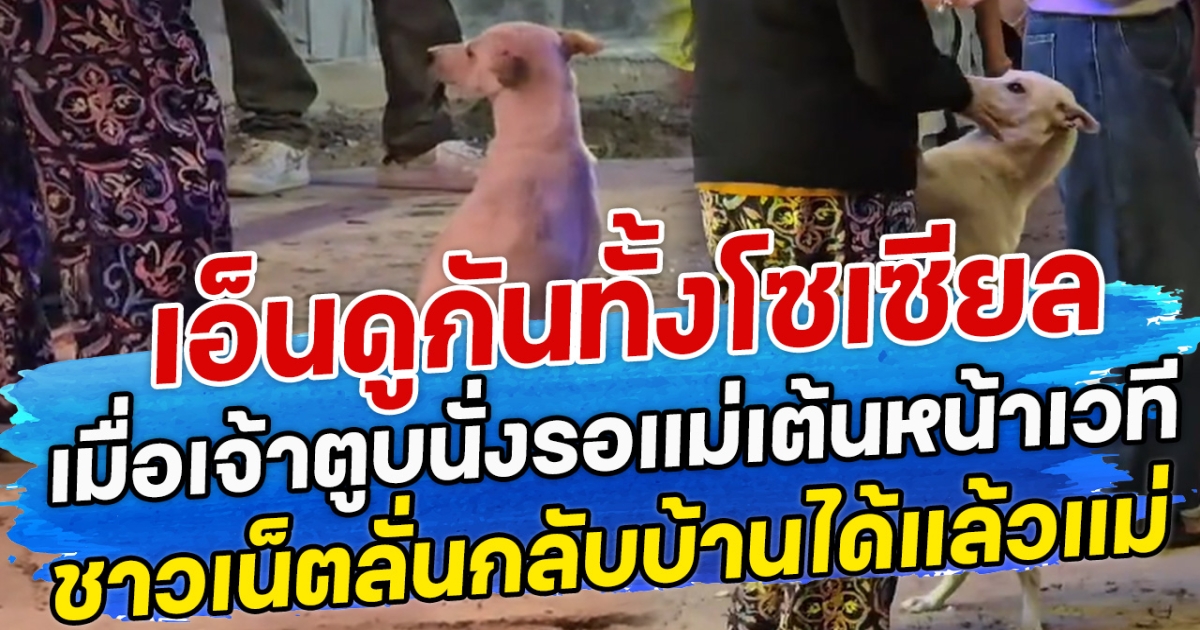 เอ็นดูกันทั้งโซเซียล เมื่อเจ้าตูบนั่งรอแม่เต้นหน้าเวที ชาวเน็ตลั่นกลับบ้านได้แล้วแม่