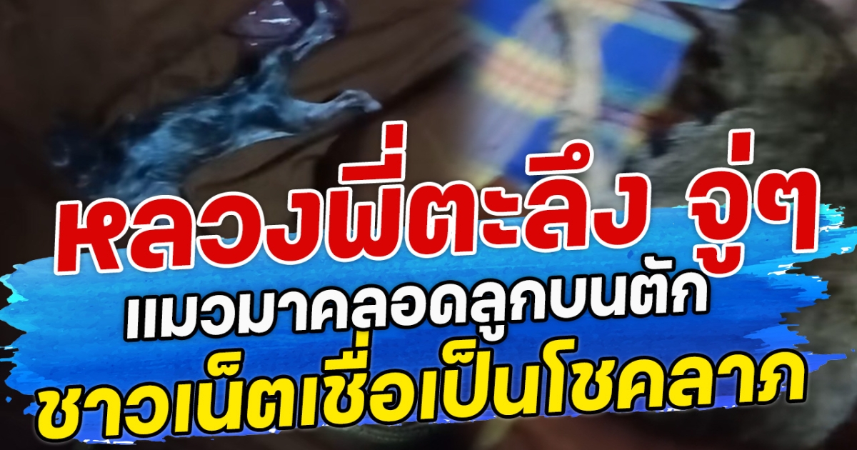 หลวงพี่ตะลึง จู่ๆ แมวมาคลอดลูกบนตัก ชาวเน็ตเชื่อเป็นโชคลาภ