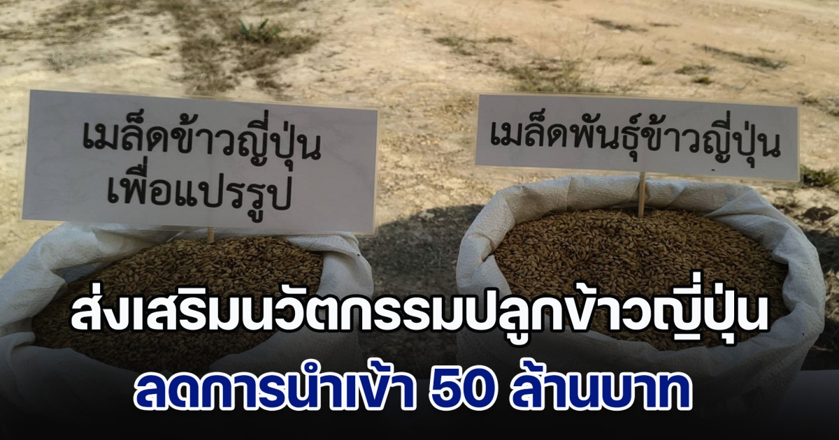 ARDA ส่งเสริมนวัตกรรมปลูกข้าวญี่ปุ่นในพื้นที่ จ.เชียงราย ลดการนำเข้า 50 ล้านบาท เกษตรกรกำไรพุ่ง 19%