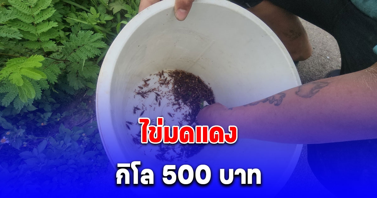 ชาวบ้านว่างจากกรีดยาง แหย่รังไข่มดแดงขาย กิโล 500 บาท
