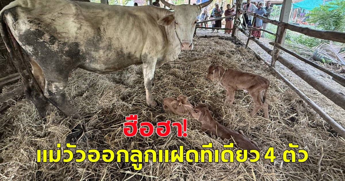 ฮือฮา แม่วัวออกลูกแฝดทีเดียว 4 ตัว
